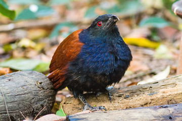 Beautiful bird greater coucal or crow pheasant (Centropus sinensis) drink water on branch in DoiInthanon Natural Park, Chiangmai ,Thailand