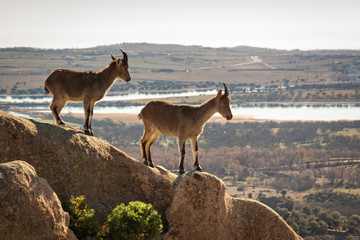 Wild goats on a stone in La Pedriza, Spain. Rural and mountain landscape in Sierra de Guadarrama National Park