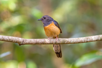 Fototapeta premium Beautiful female bird White Rumped Shama or Copsychus Malabaricus on branch in Doi inthanon Chiangmai. Thailand