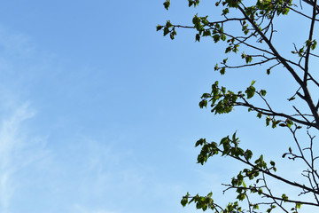 A branch of a tree against the blue sky
