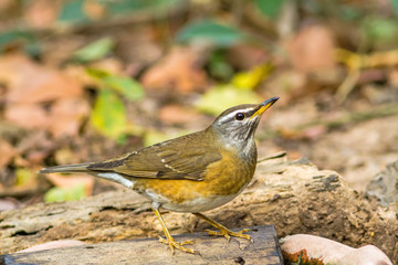 Beautiful bird Eyebrowed Thrush(Turdus obscures) drink water on branch in DoiInthanon Natural Park, Chiangmai ,Thailand