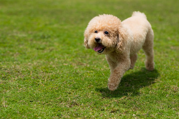 Dog poodle run in the park