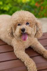 Lovely dog poodle sit on the wooden bench
