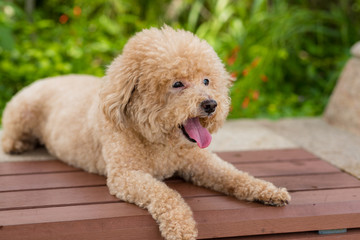 Lovely dog poodle sit on the wooden bench