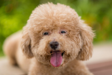 Lovely dog poodle
