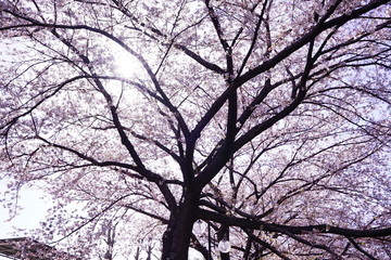 三沢川の桜の大木