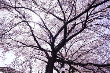 Fototapeta premium 三沢川の桜の大木