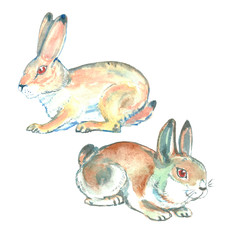Wild hare and rabbit. Watercolor illustration.