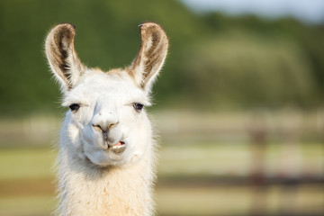 süßes weißes Lama Portrait kaut und schmatzt und zeigt seine Zähne