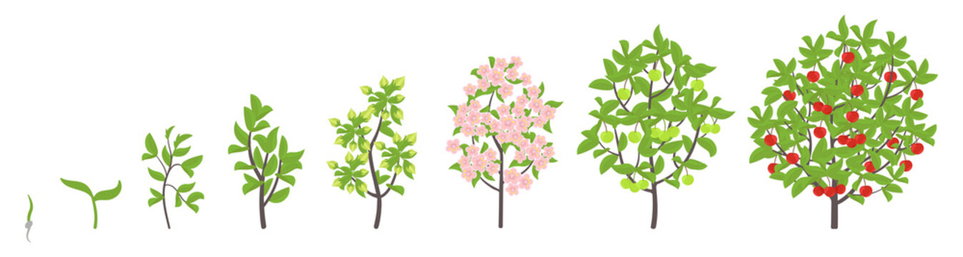 Cherry tree growth stages. Vector illustration. Ripening period progression. Cherries fruit tree life cycle animation plant seedling. Sweet cherry. Prunus increase phases.