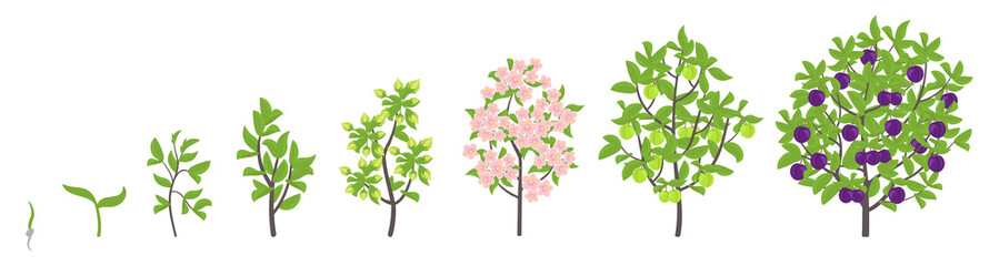 Obraz premium Blue Plum tree growth stages. Vector illustration. Ripening period progression. Damsons fruit tree life cycle animation plant seedling. Sweet Plum. Prunus increase phases.