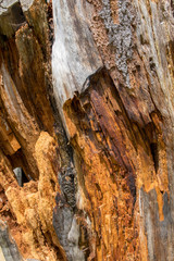 Lightning Strike Tree