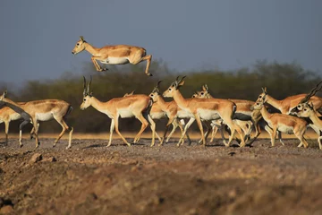 Papier Peint photo autocollant Antilope Making her own way