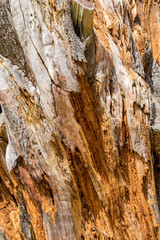 Lightning Strike Tree