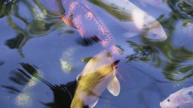 Koi carps swimming in pond. Japan carp in transparent water, top view. Cyprinus carpio haematopterus.