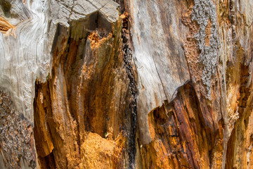 Lightning Strike Tree