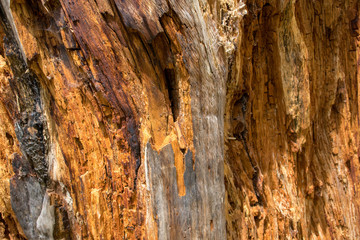 Lightning Strike Tree