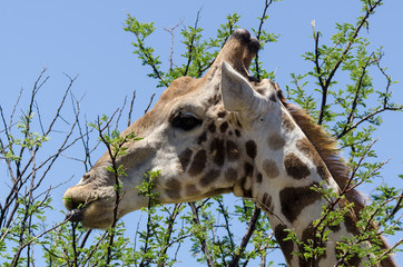 Girafe, Giraffa camelopardalis, Parc national Kruger, Afrique du Sud