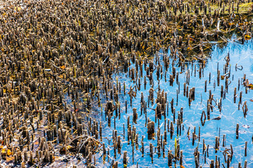 Lake in Arboretum Tesarske Mlynany, Slovakia