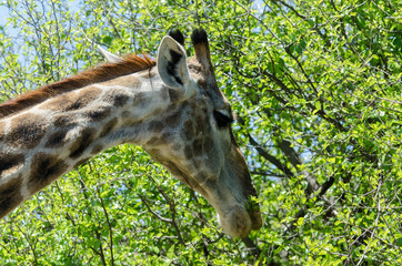 Girafe, Giraffa camelopardalis, Parc national Kruger, Afrique du Sud