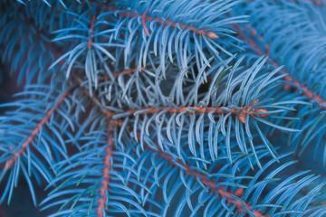 branches of blue spruce with long needles close up; blue filter; background; wallpaper