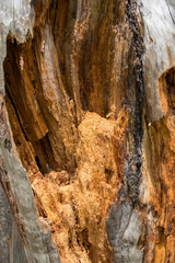 Lightning Strike Tree