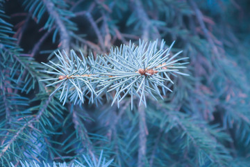 Naklejka na ściany i meble lonely sprig of blue spruce close up on a blurred blue background; copy space