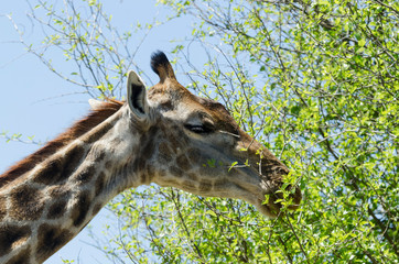 Girafe, Giraffa camelopardalis, Parc national Kruger, Afrique du Sud