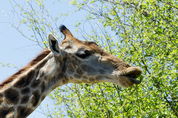 Girafe, Giraffa camelopardalis, Parc national Kruger, Afrique du Sud