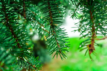 wet spruce branch with raindrops hanging on needles close up; dark green color; wallpaper
