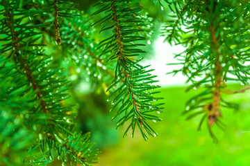 spruce branches wet after rain; drops hanging on conifer needles; bright green color; background