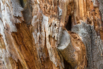 Lightning Strike Tree