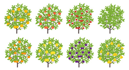 Orchard fruit tree set. Pear and mandarin nectarine apple plum lemon cherry. Vector illustration. Flat vector color Illustration clipart. Ripe edible fruit on a tree.
