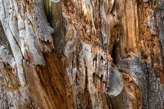 Lightning Strike Tree