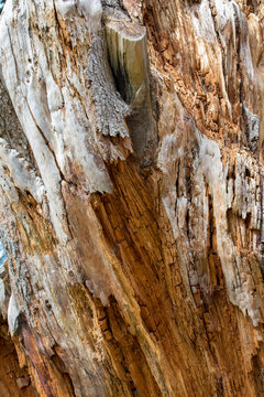 Lightning Strike Tree