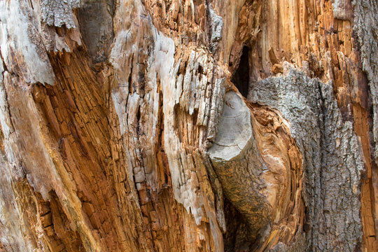 Lightning Strike Tree