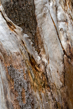 Lightning Strike Tree