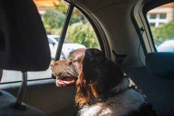 Hunting dog setter in a car in sunny day