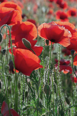 Obraz premium poppy field blossoming in summer. beautiful nature background. remembrance day concept