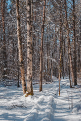 Snow covered winding path hides behind the birch. Early spring landscape. Nature study trail in Paaskula (Pääsküla) bog. Estonia. Baltic.