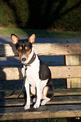 ein dreifarbiger basenji auf einer holzbank sitzend in meppen emsland deutschland fotografiert während eines spaziergangs in der natur an einem sonnigen tag
