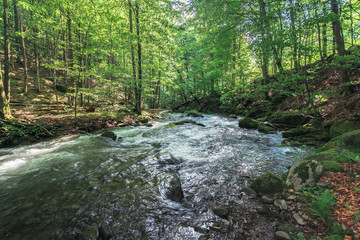 Obraz premium rapid river in the ancient beech forest. beautiful summer nature scenery. creek with huge mossy boulders on the shore.