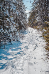 Snow covered wooden boardwalk in mixted forest. Early spring landscape. Nature study trail in Paaskula (P&auml;&auml;sk&uuml;la) bog. Estonia. Baltic.