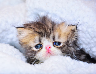 cute persian baby kitten