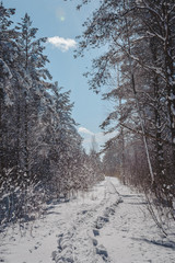 Snowfall in the early spring forest. Snow covered boardwalk path through forest. Nature study trail in Paaskula (Pääsküla) bog. Estonia. Baltic.