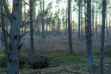 Obraz premium Beautiful mysterious green trees in the forest