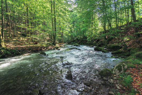 rapid river in the ancient beech forest. beautiful summer nature scenery. creek with huge mossy boulders on the shore.