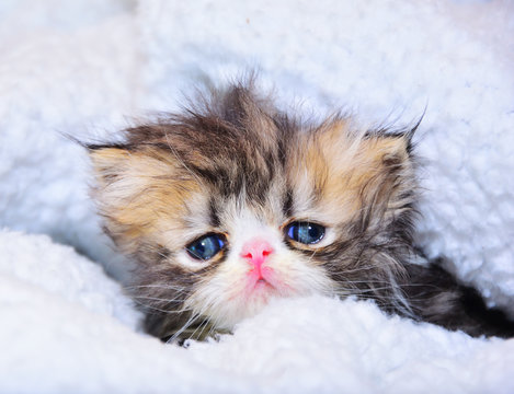 cute persian baby kitten