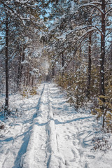 Snowfall in the early spring forest. Snow covered boardwalk path through pine forest. Nature study trail in Paaskula (Pääsküla) bog. Estonia. Baltic.