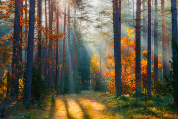 Forêt d& 39 automne